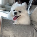살랑살랑 펫미용 이미지