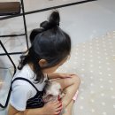 나무애견유치원 이미지