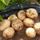 알뜰 농장 이미지