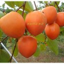 쌍둥이네 농장 이미지