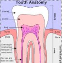 Tooth Anatomy 이빨의 구조 이미지