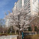 봄, 벚꽃 2021.03.31 이미지