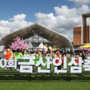 금산인삼 이미지