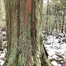 한라산둘레길 동백길 이미지