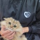 동물보육원 | 고양이 파양계약서 작성후기(제공:동물보육원)
