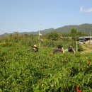 만금 2농장 이미지