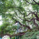 창원 인곡리 모과나무 이미지