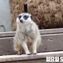 아롱이네 농장 이미지