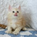 설레임금천