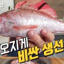 금태 Daum카페