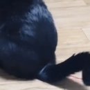 스키타는고양이 이미지