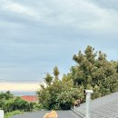 막다른 둥지 이미지