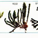 조을
