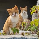 정선가축병원 이미지