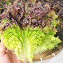 (주)케일 농업회사법인 네이버블로그