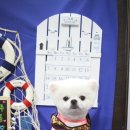 펫살롱지니 이미지