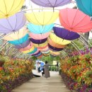 꿈꾸는 나비 이미지