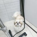더조은 동물의료센터 이미지