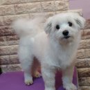 예쁘다 펫살롱 이미지