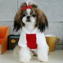 퍼피봉봉 이미지