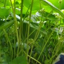 금산분재펜션 이미지