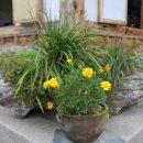 여수밴댕이 이미지