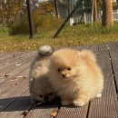 베베멍 강아지고양이분양 시흥본점 이미지