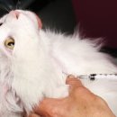 더원고양이동물병원 이미지