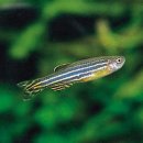 [펌] 제브라 다니오(Zebra Danio) - 학명: Brachydanio rerio 이미지