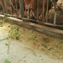 람세스한우농장 이미지