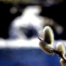 버드나무약국 이미지