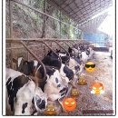 상용축산 이미지