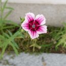 진맥잘보는한의원 이미지