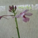 여름새우란,잎무늬종(분홍색꽃) 나이베기 9-10 이미지