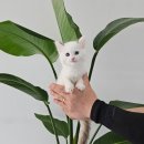 멍냥스타 강아지분양 고양이분양 이미지