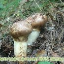 정봉농장 이미지