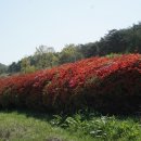 섬진강변 철쭉길 이미지