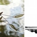 소금쟁이 이미지