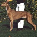 SHOWDOG