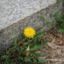 민들레하우스 이미지