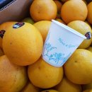 발렌시아 고당도 오렌지 판매합니다. 9키로(44과) - 19,000원(무료배송) 이미지