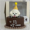 반려동물 케이크만들기 이미지