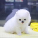 같이 Daum카페