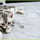 안심동물의료센터 이미지