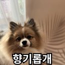 향기롭개 네이버블로그
