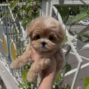 몽냥몽냥 이미지