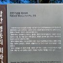 함안 영동리 회화나무 이미지