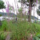 아산 신정호수 산책 길에 정겨운 정원과 수생식물 이미지