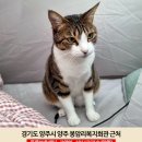 고양이를 찾습니다! 경기도 양주시 봉암리 복지회관 근처에서 실종! 이미지