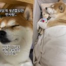꿀잠 이미지